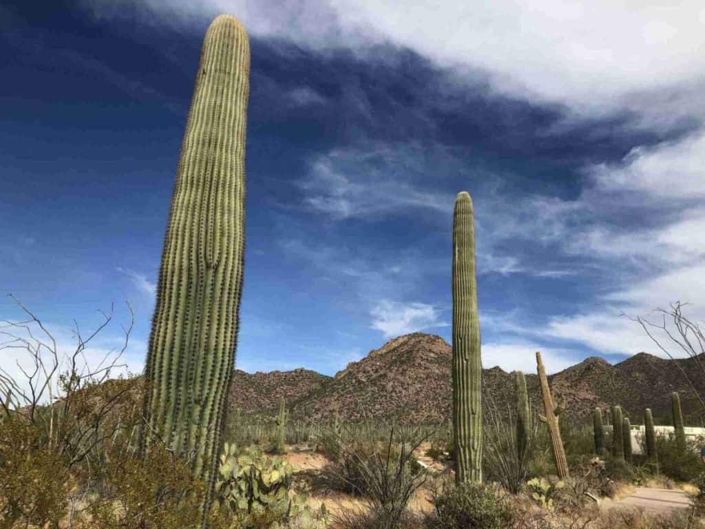 saguaro giant cacti