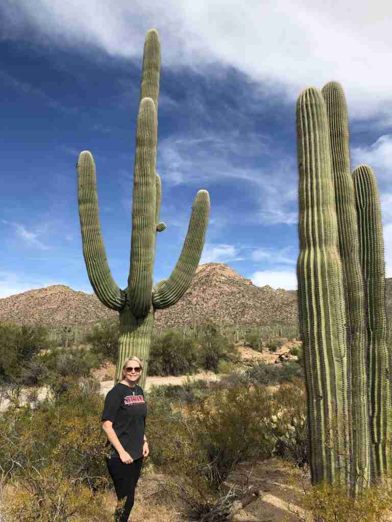 saguaro cactus