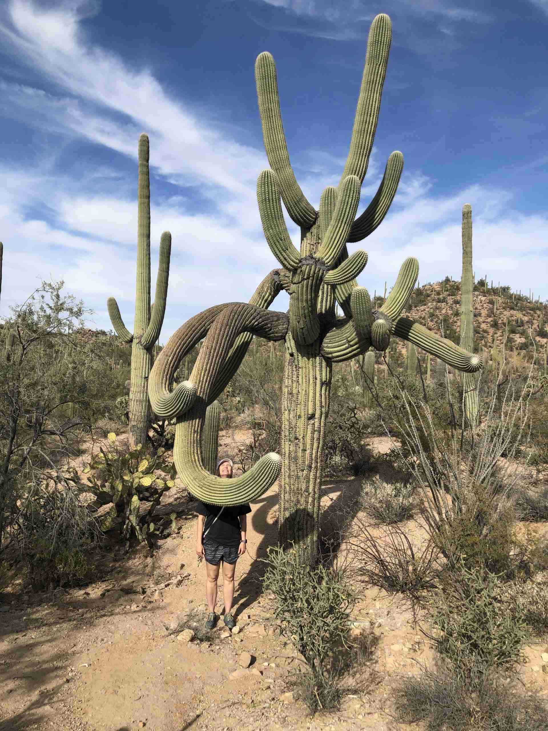 saguaro cactus