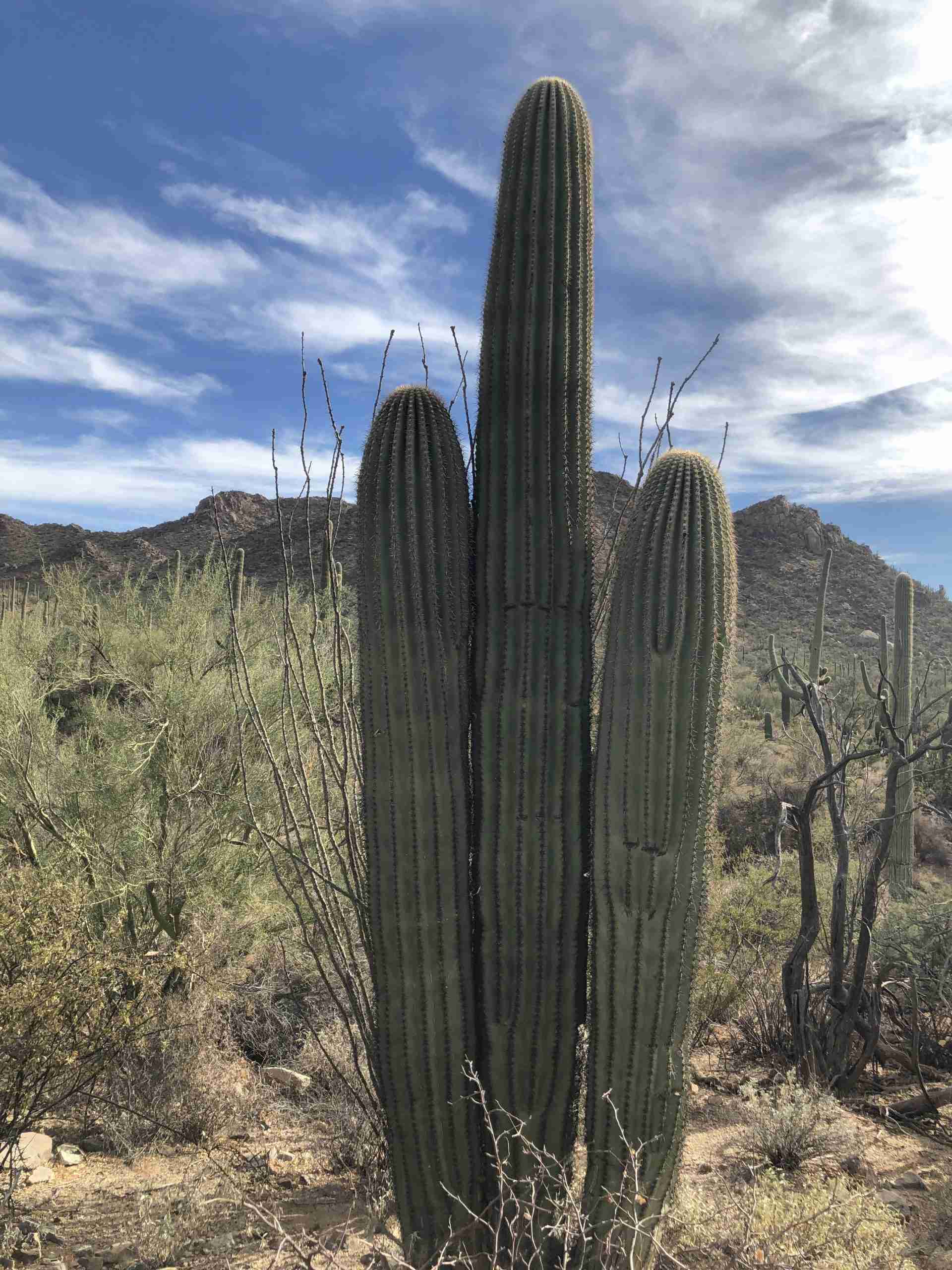 saguaro cactus