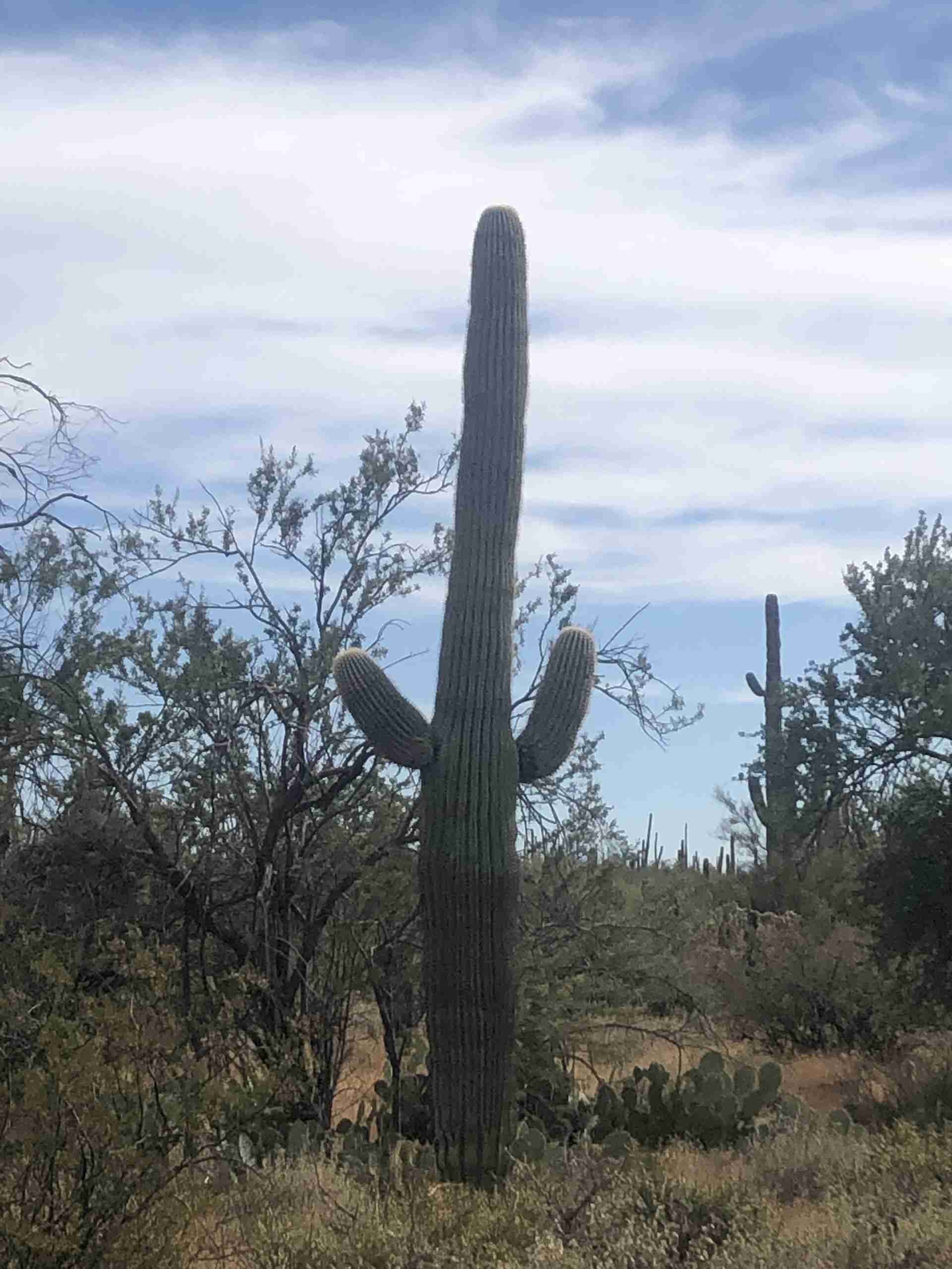 saguaro cactus