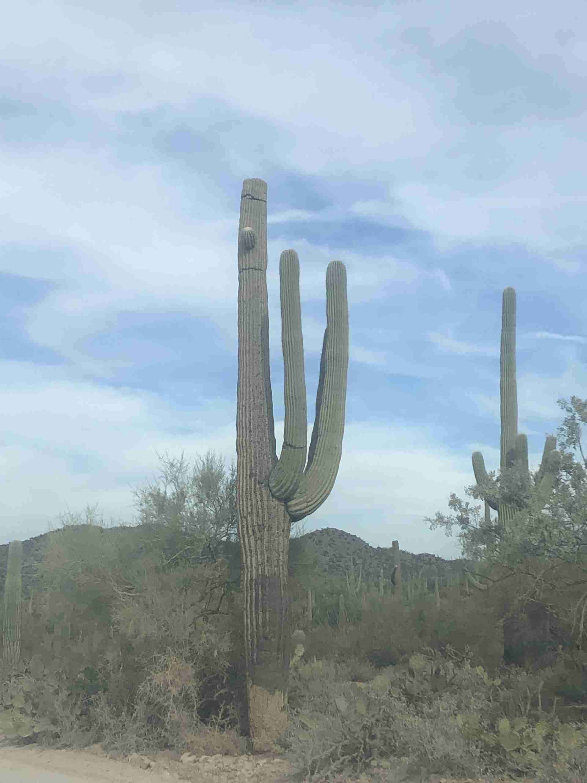 saguaro cactus