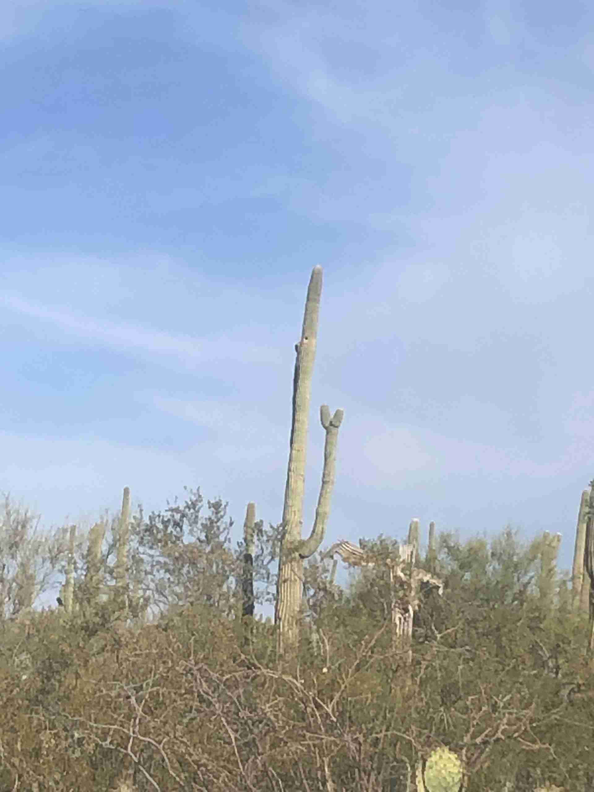 saguaro cactus