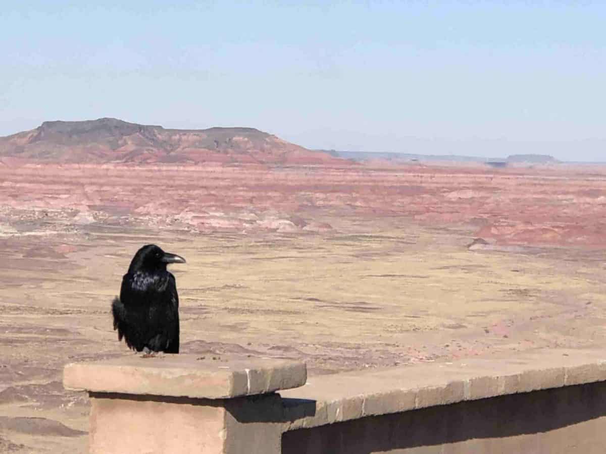 Raven at Petrified Forest National Park