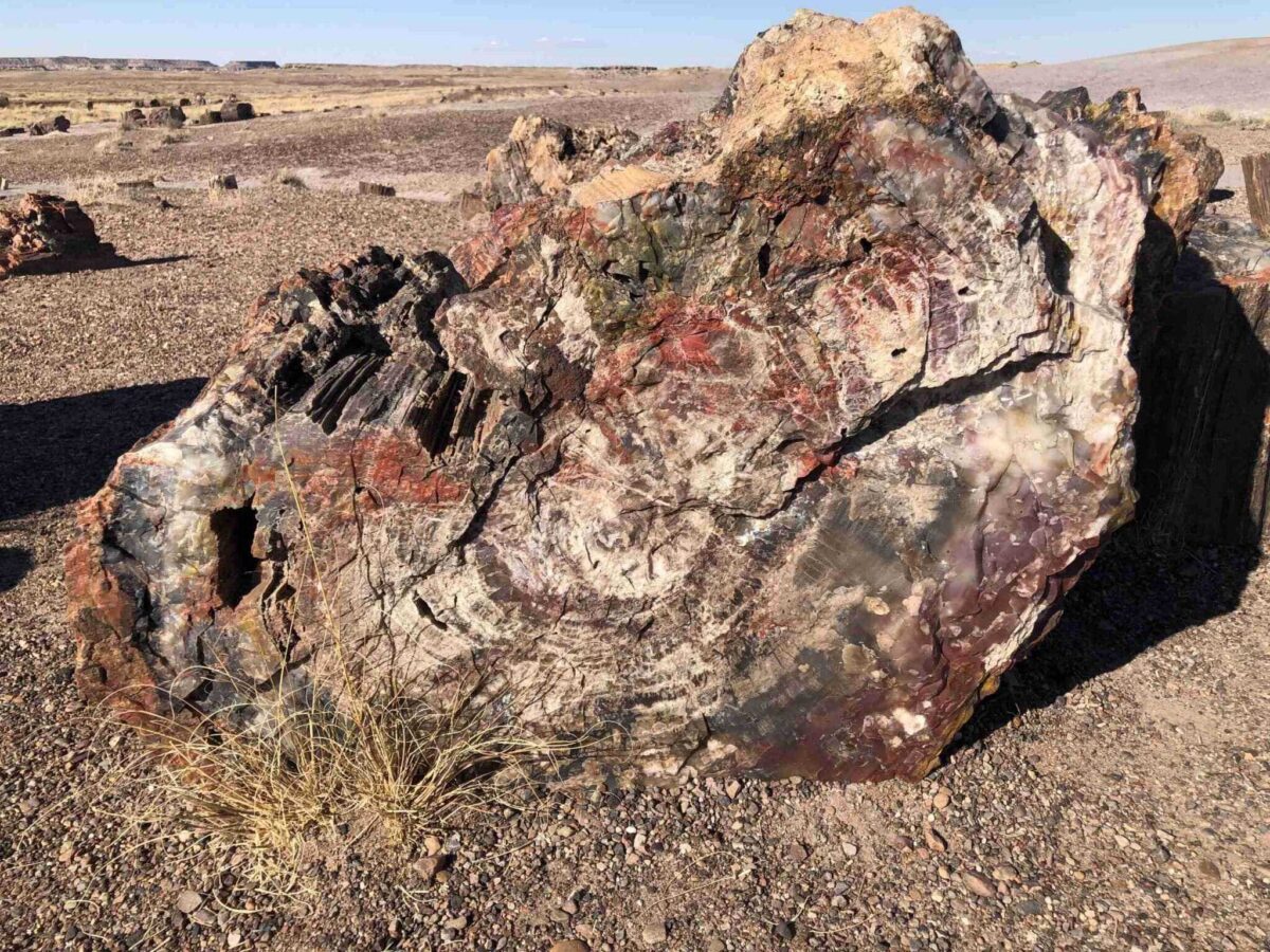 A petrified log shows colorful, sparkling crystals.