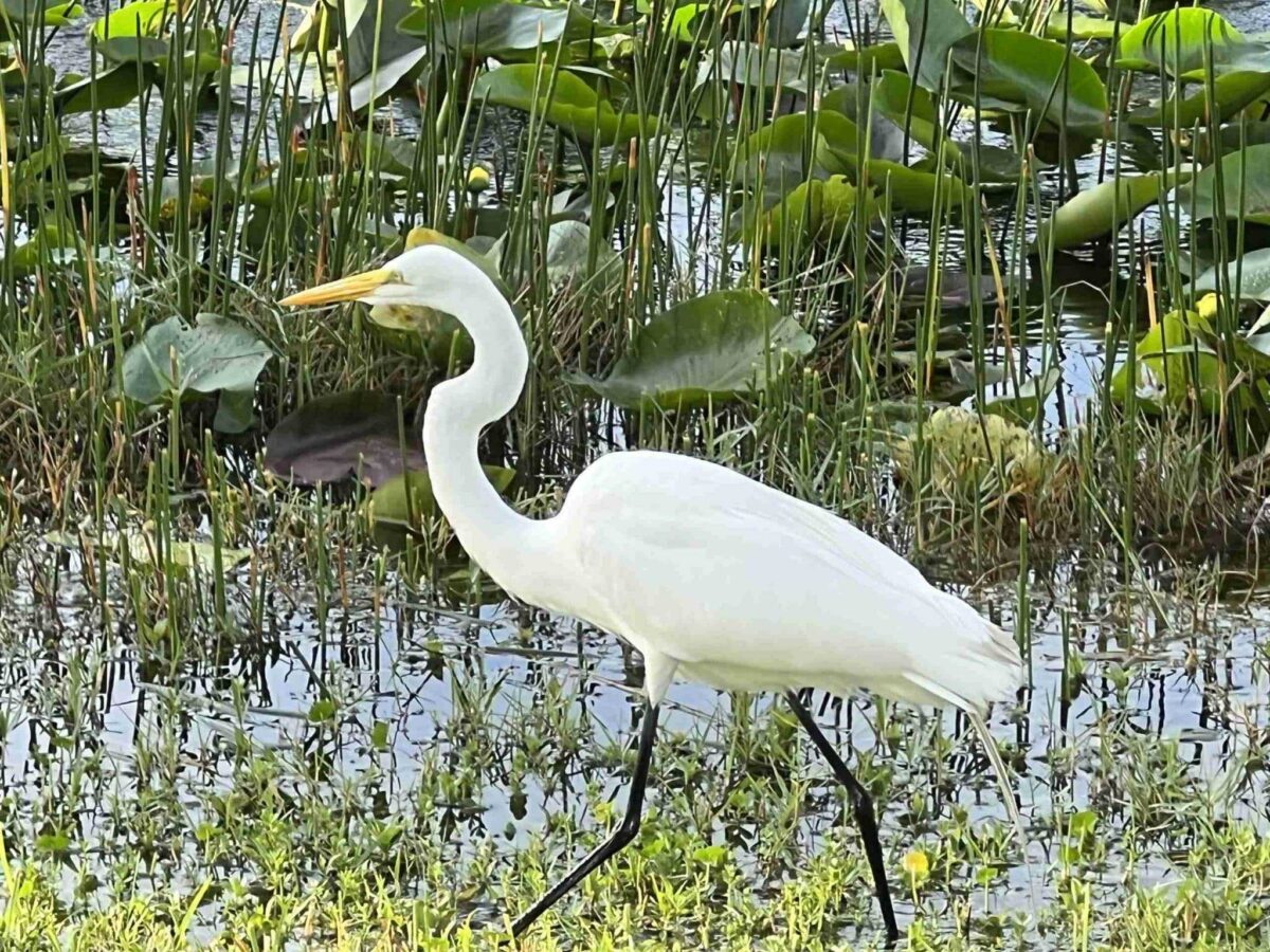 A white bird walks in shallow water with lily pads and vegetation