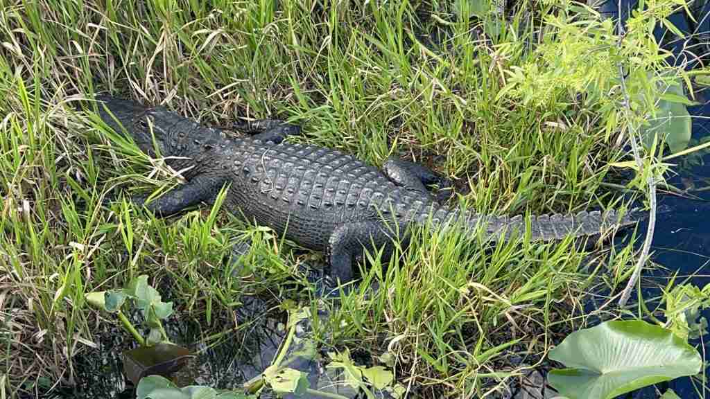 Alligator basking in the sun at Everglades NP