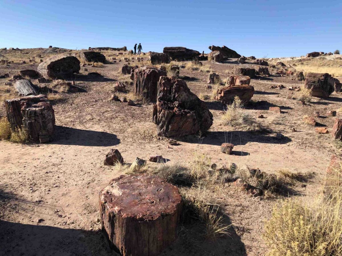 Stone Logs in Petrified Forest