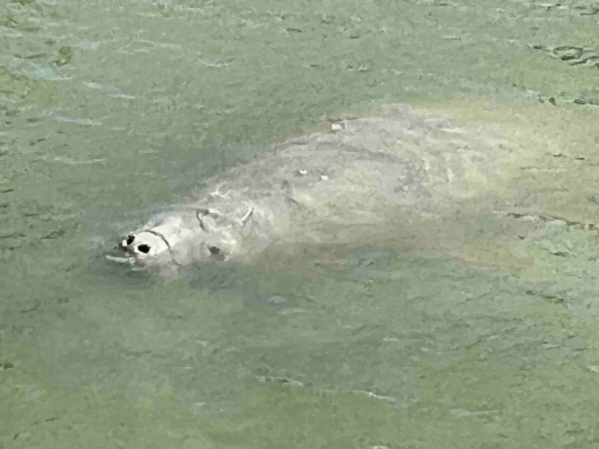 A manatee rises to the surface