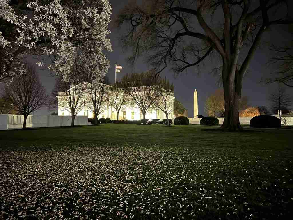 Flower petals on the White House lawn