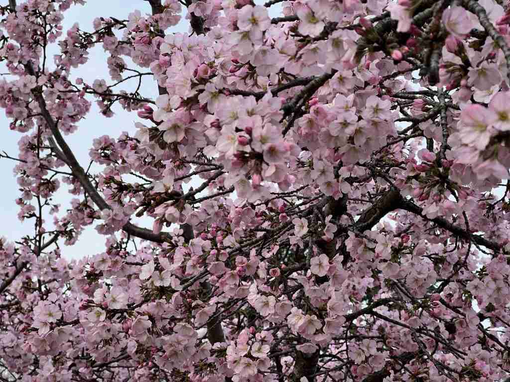 Close view of pink cherry blossoms