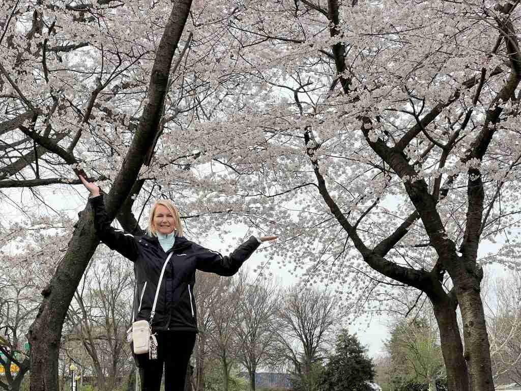 Cherry blossoms in Tidal Basin