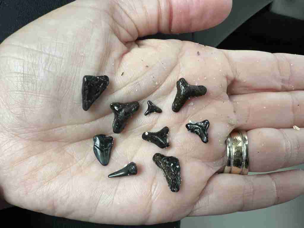 Shark teeth found at Venice Beach, Florida