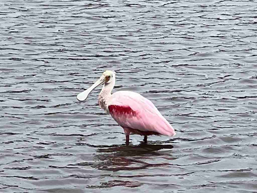 Roseate Spoonbill
