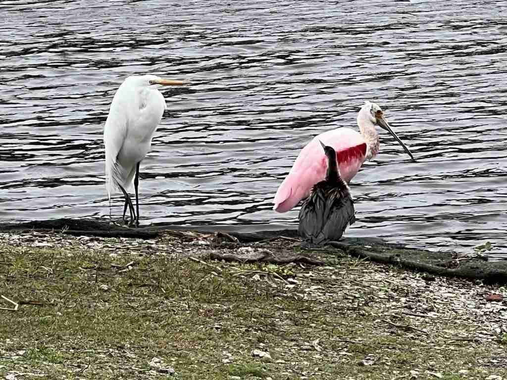 Three Amigos: Great Egret, Roseate Spoonbill & Anhinga
