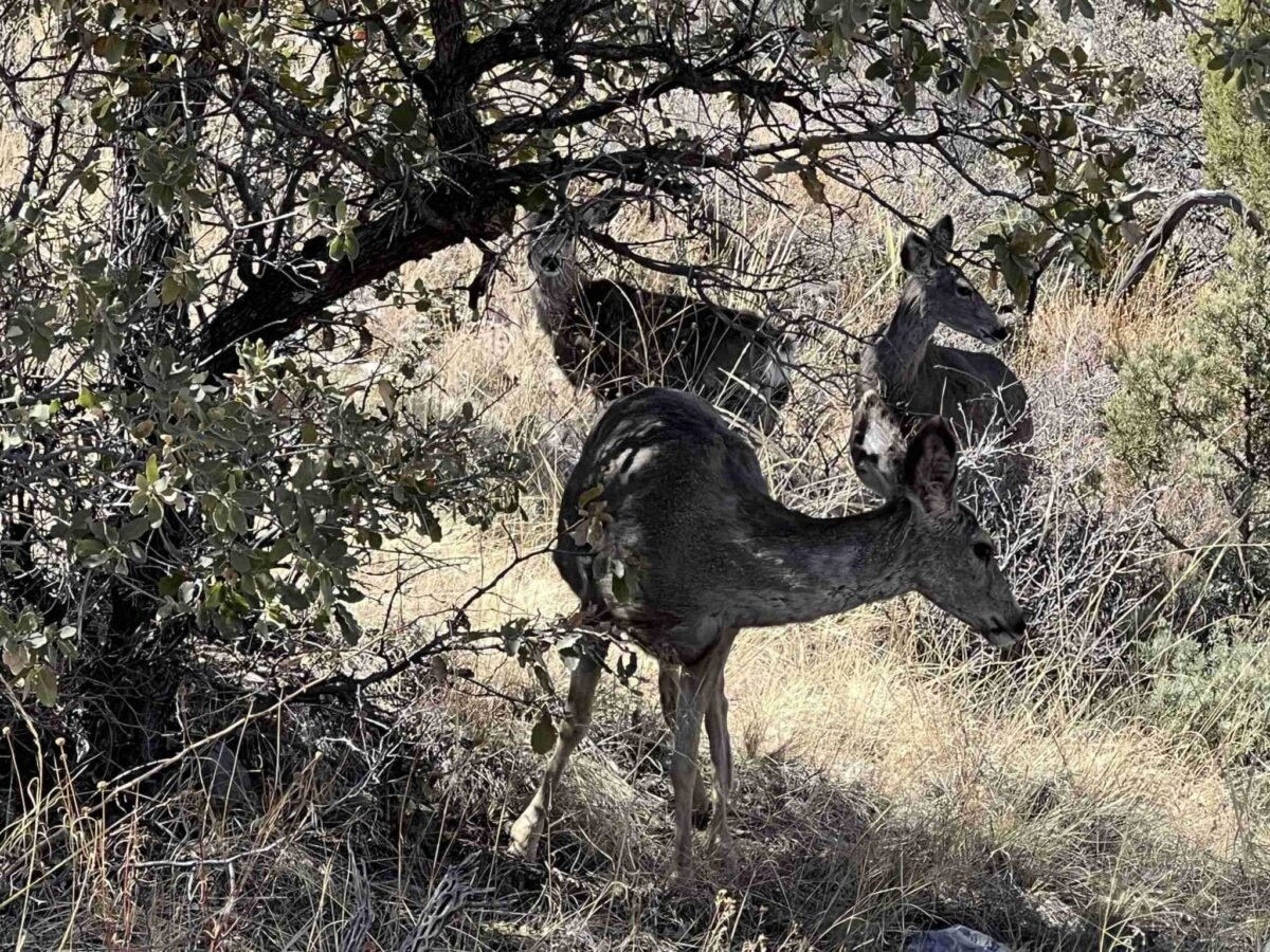 Mule deer peer out from under a tree in Guadalupe Mountains NP