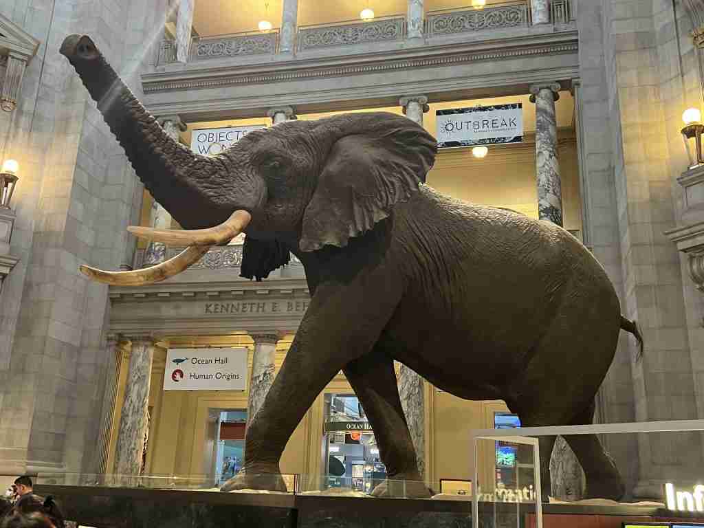 African elephant at National Museum of Natural History