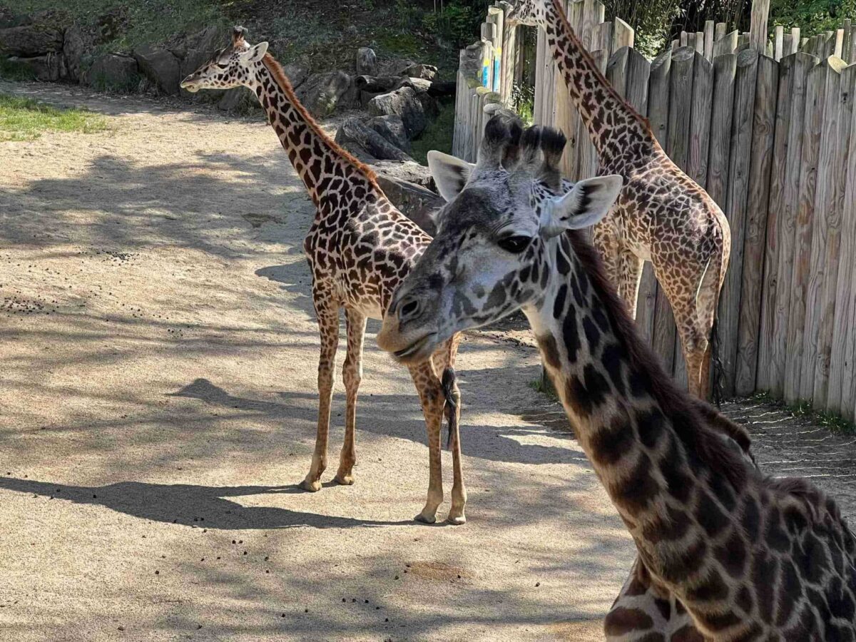 Giraffes at Cincinnati Zoo