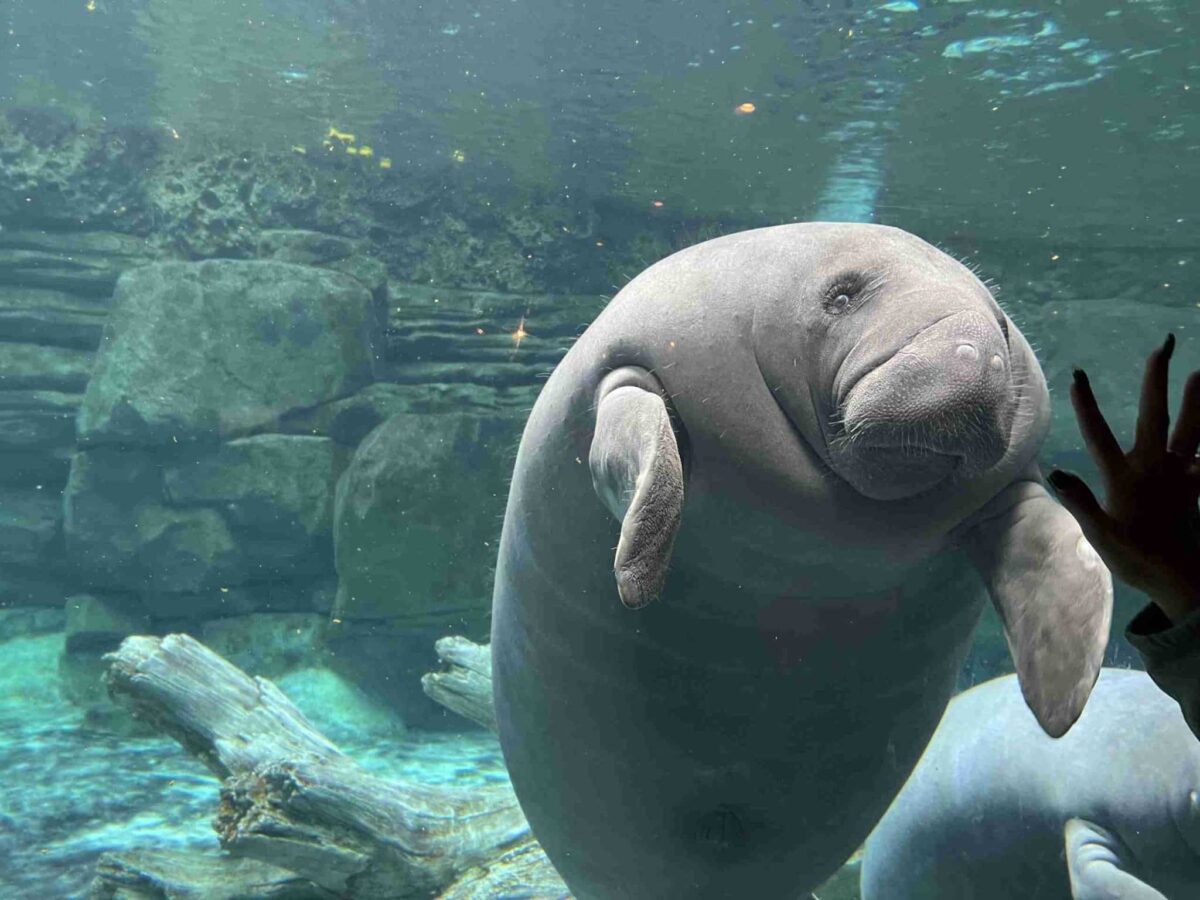 Manatee at Cincinnati Zoo