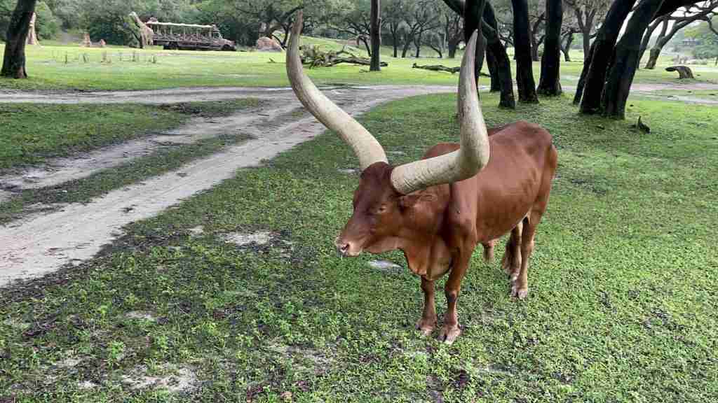 Ankole at Kilimanjaro Safaris in Animal Kingdom