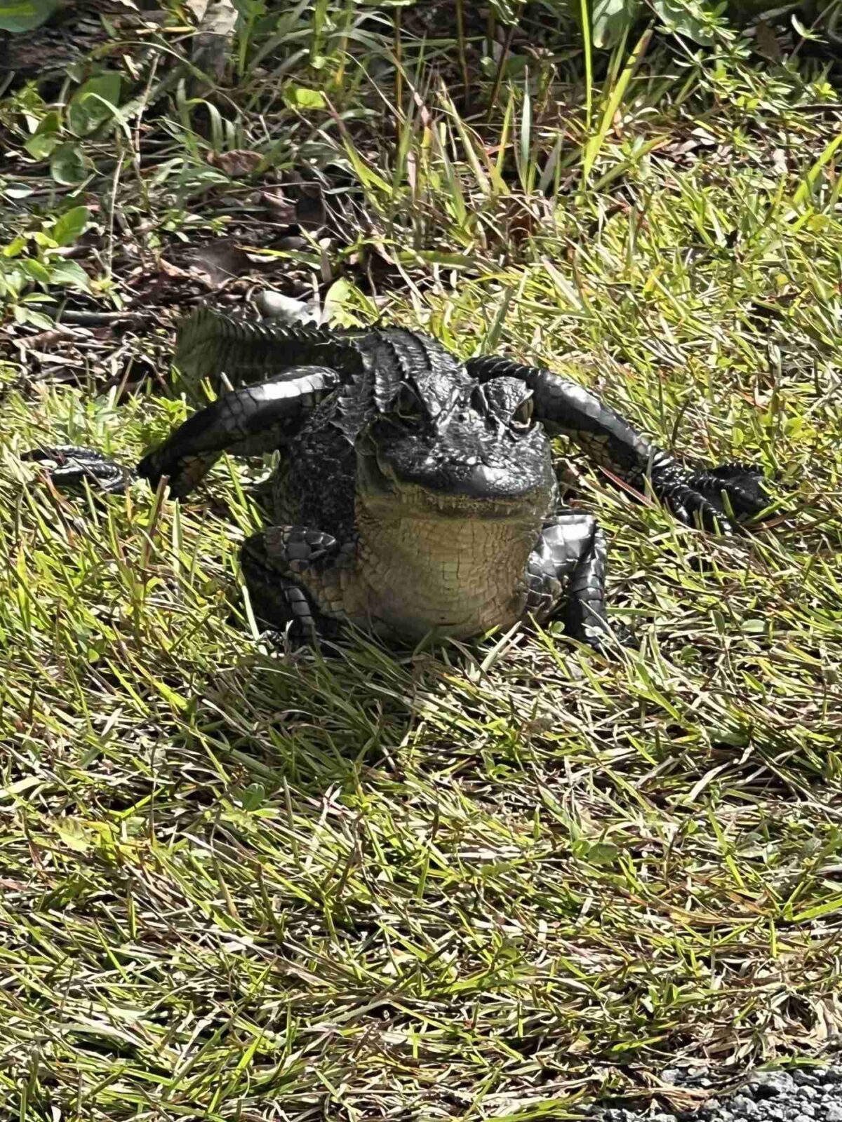 Alligator at close range in Everglades National Park