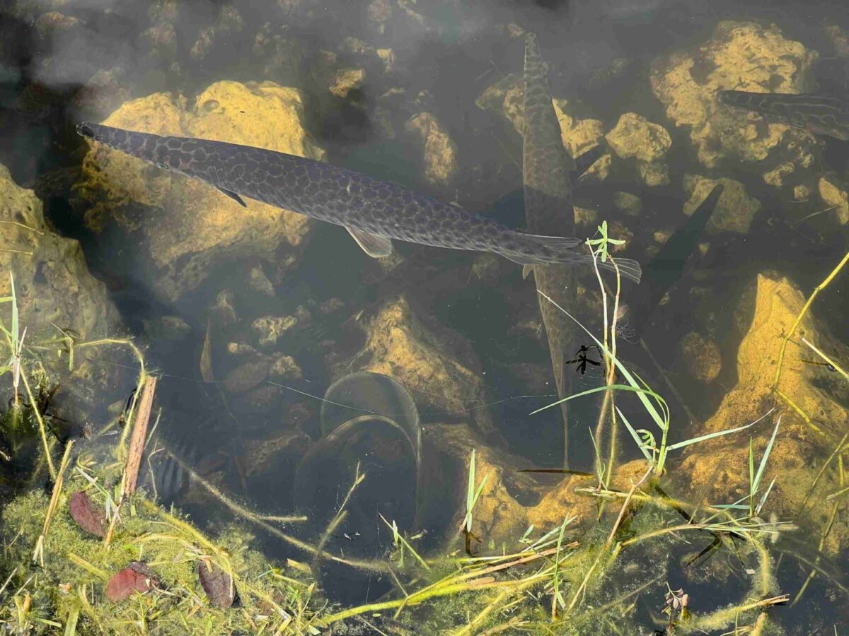 Gar swim in the water in the Everglades