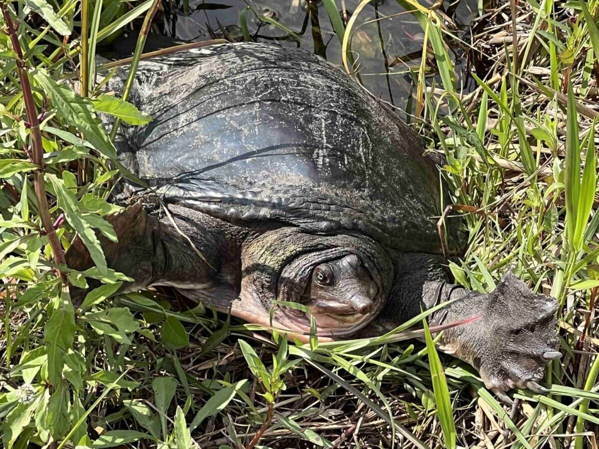 A softshell turtle crawls out of the water and into the grass