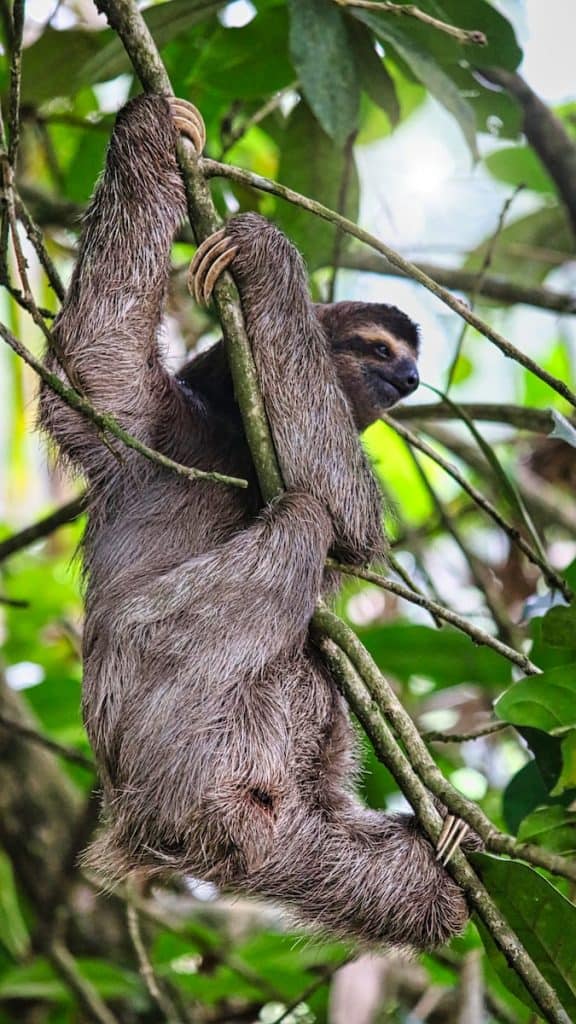 sloth in Central America
