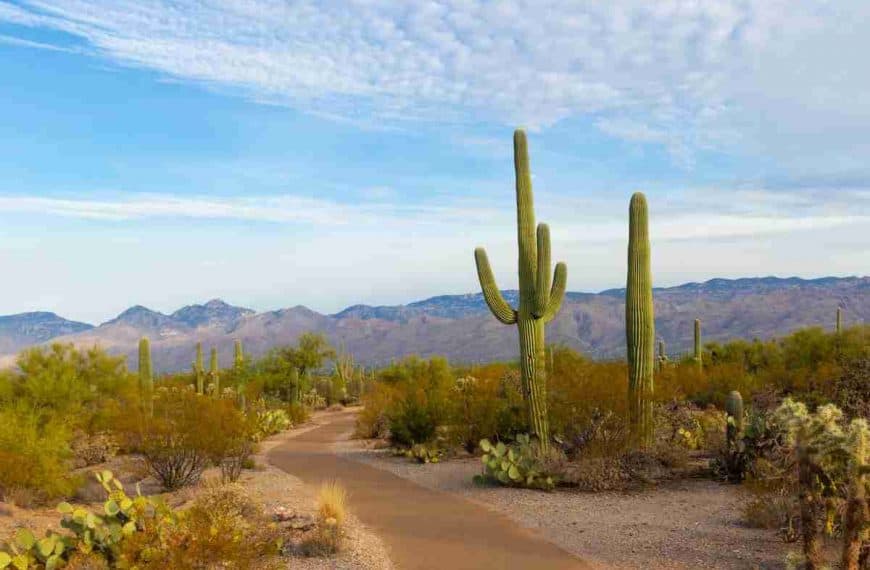 green cactus during daytime in Arizona