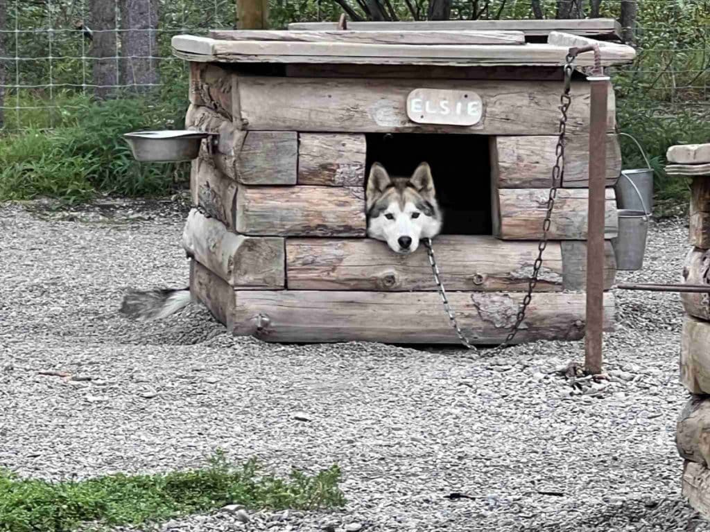 Denali NP sled dog