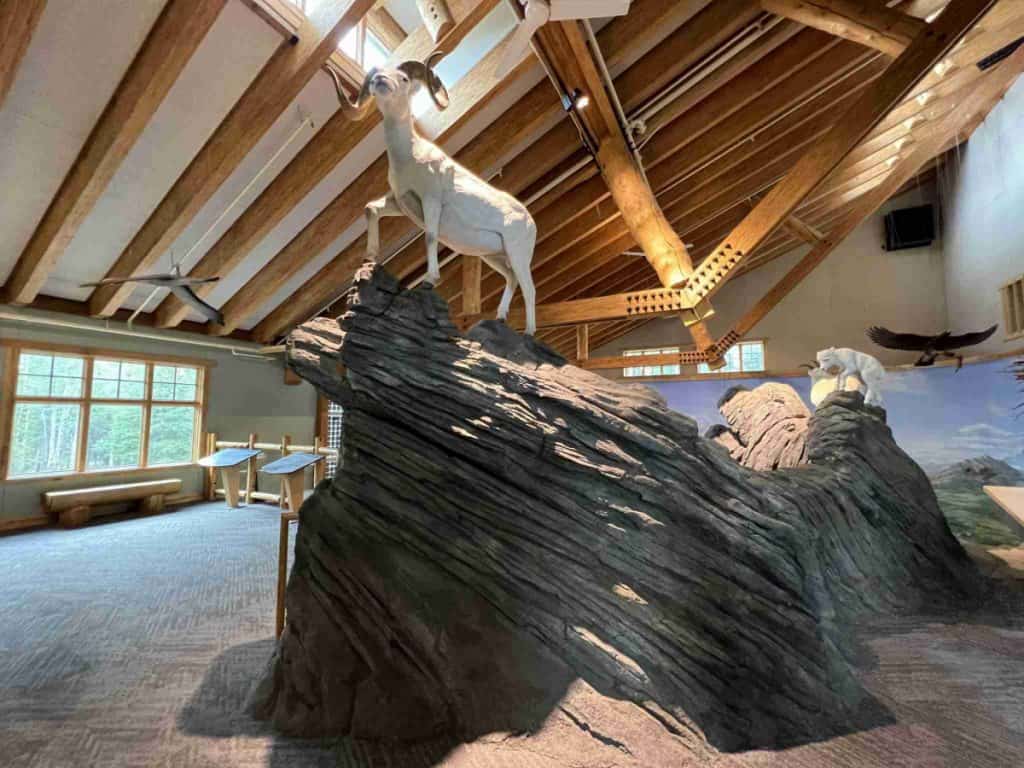 Dall sheep display at Denali Visitor Center