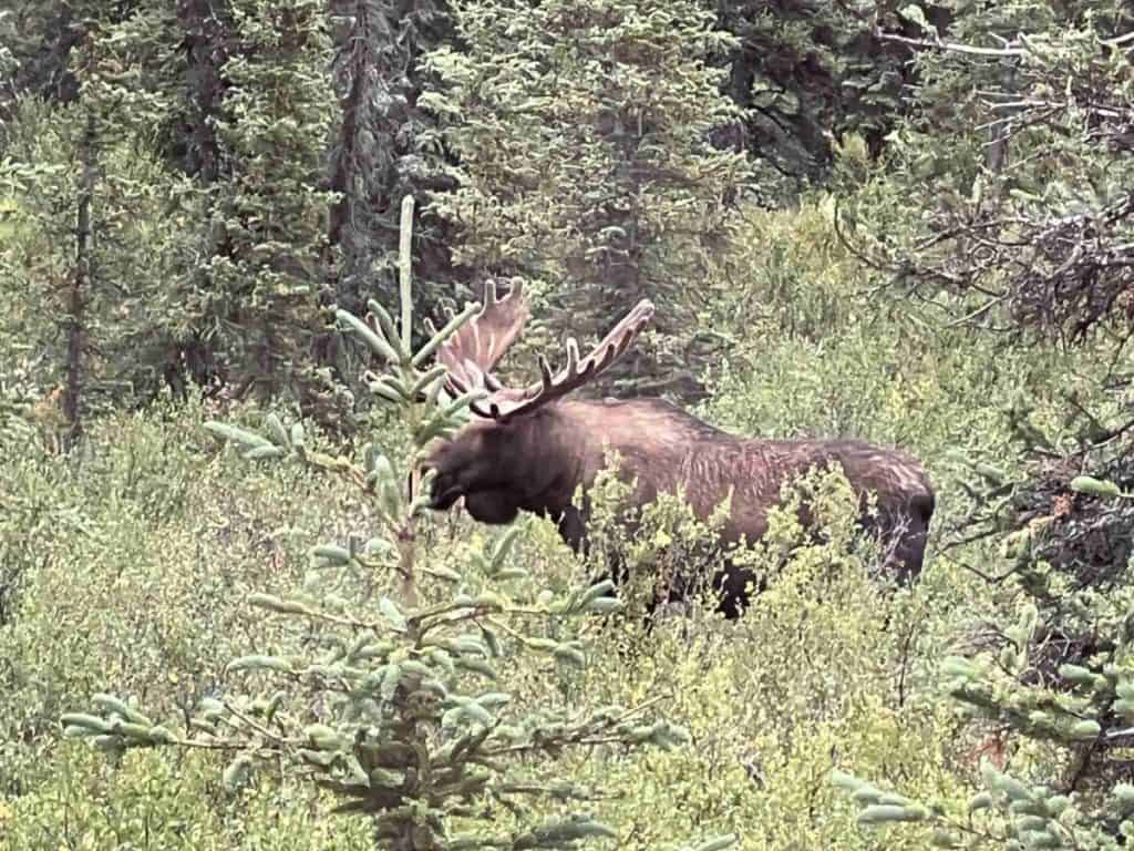 Moose in Denali NP
