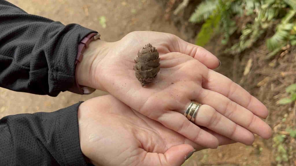 Cone of coastal redwood tree