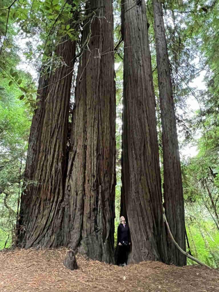 Redwood National Park How To See the World's Tallest Trees