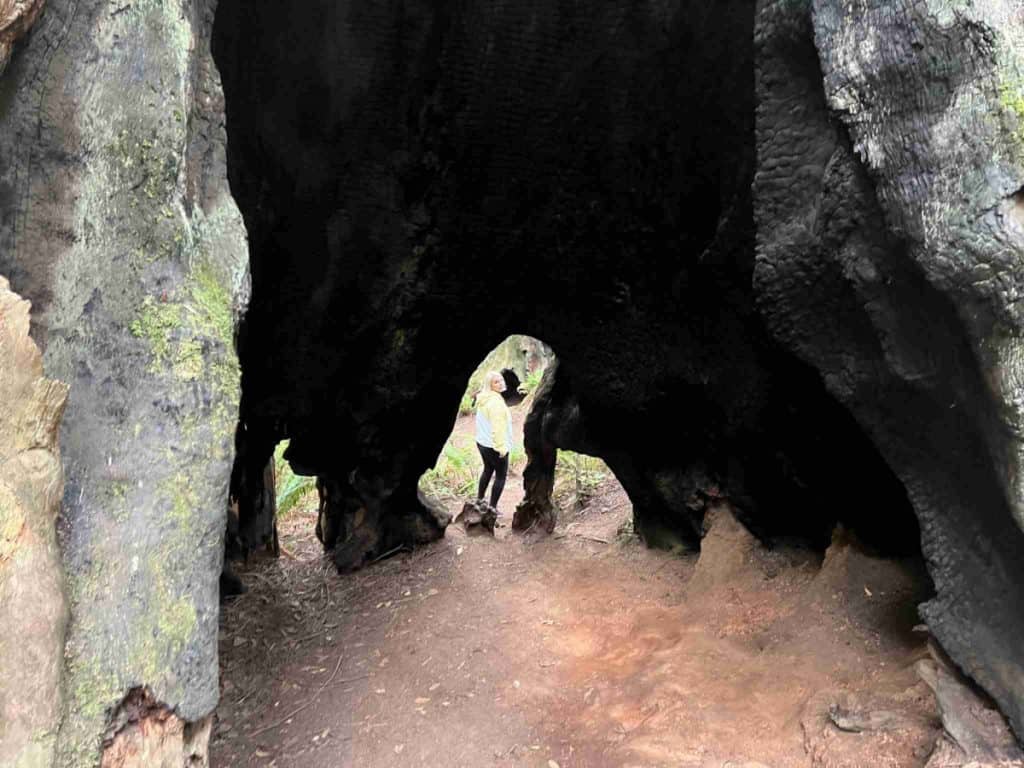 You can literally walk through the hollowed out trunk of this redwood.