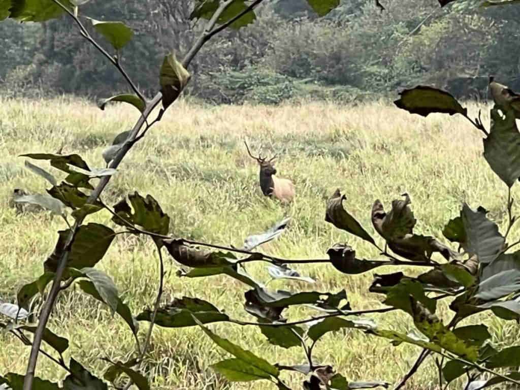 Roosevelt elk in Redwood National and State Parks