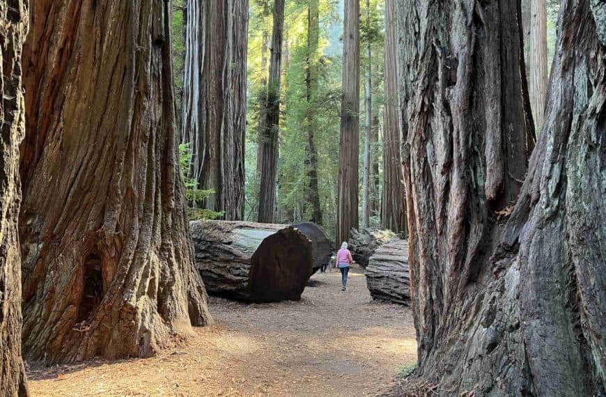 Walking through giant redwood logs in Redwood National & State Parks
