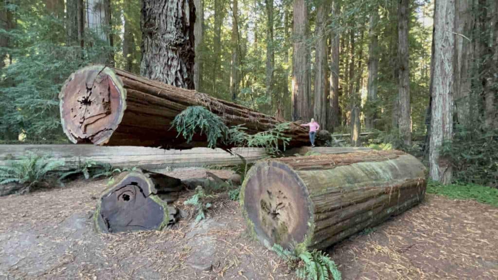 Redwood National Park How To See the World's Tallest Trees
