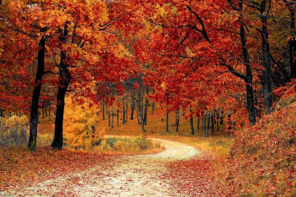 autumn leaves