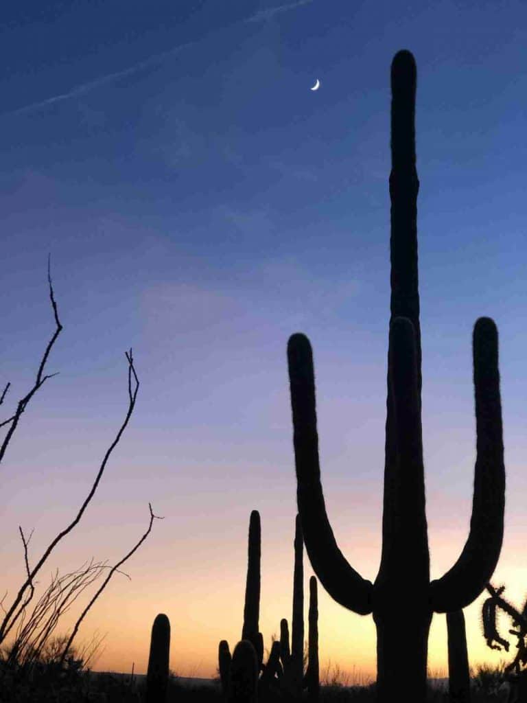 Sunset in Saguaro National Park, AZ