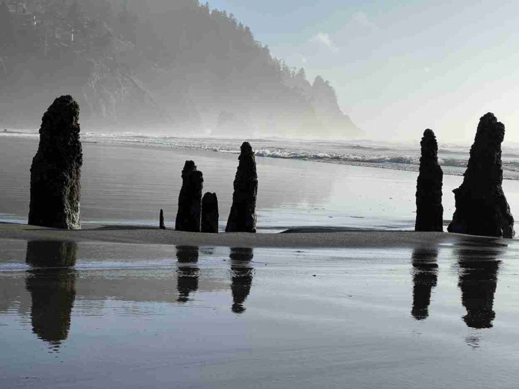 Neskowin Ghost Forest in Oregon