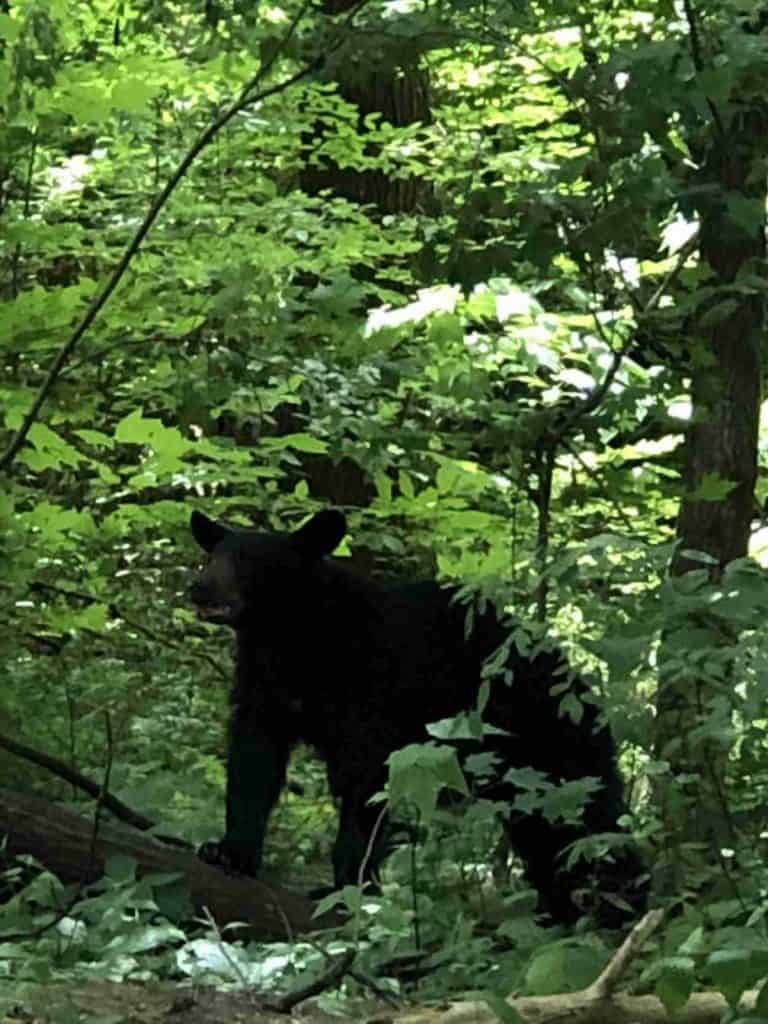 Black bear in the Smokies