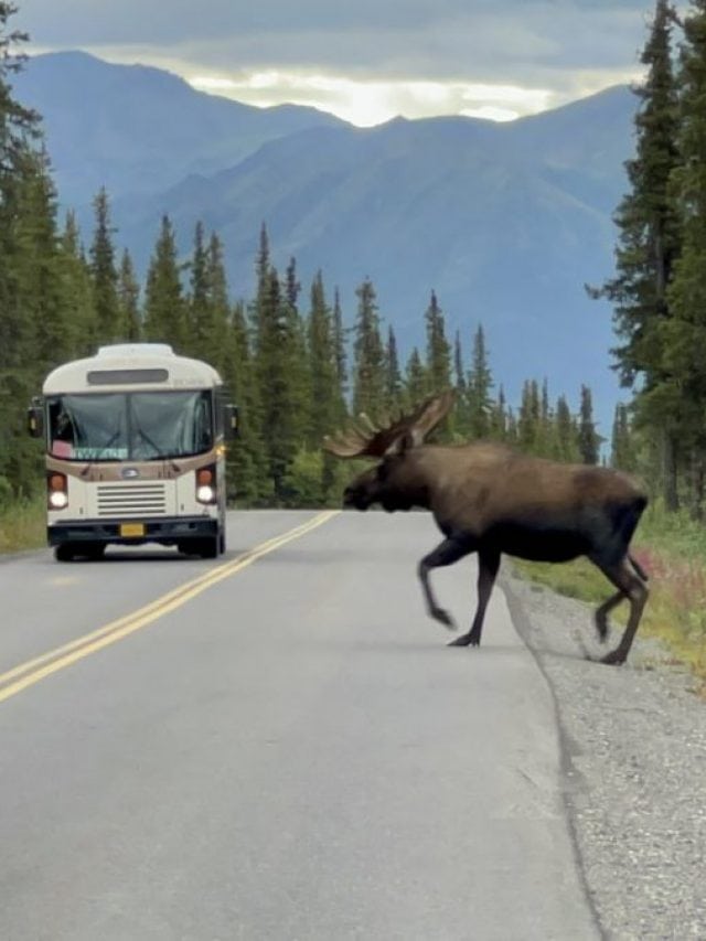 What Are the Big 5 in Denali?