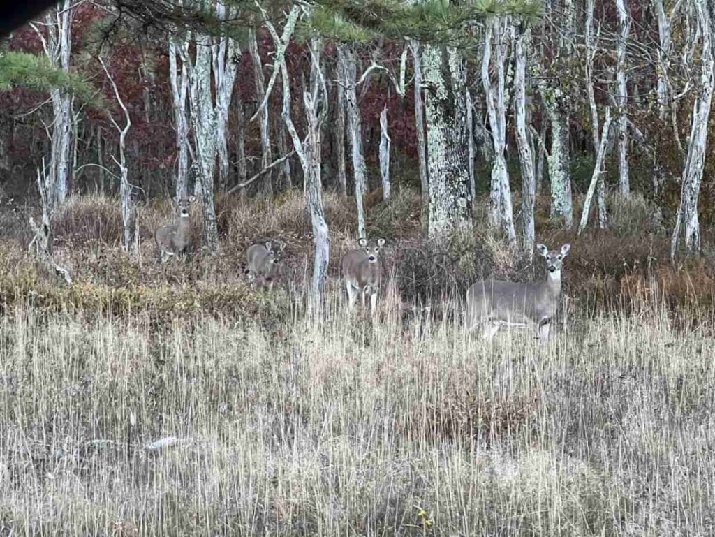 Deer in Shenandoah National Park