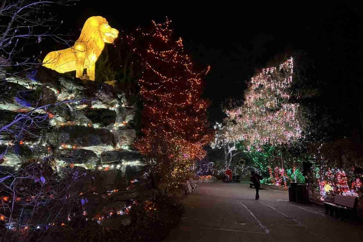 Lion lantern at Cincinnati Zoo Festival of Lights