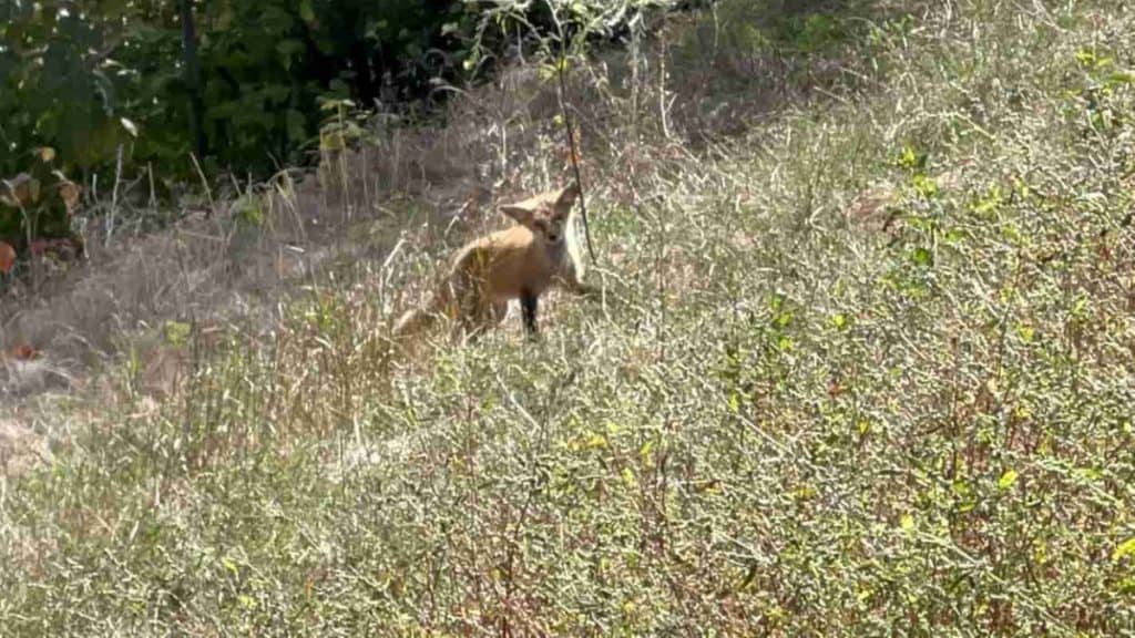Red fox in Cuyahoga Valley NP