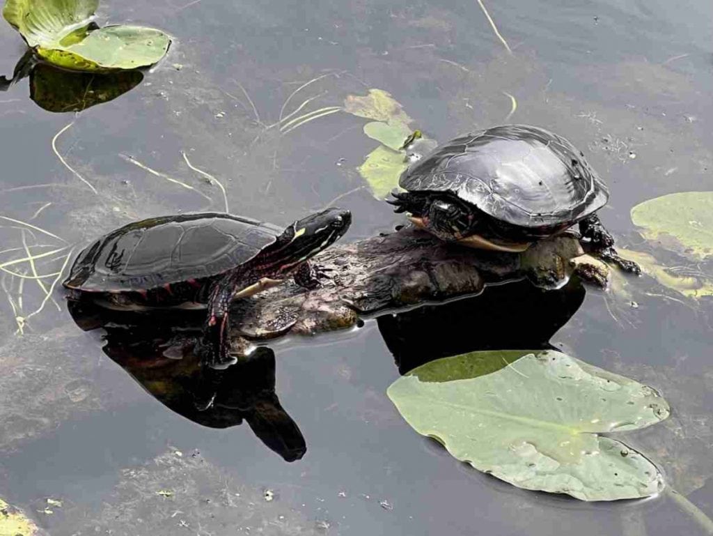 Painted turtles at Cuyahoga Valley NP