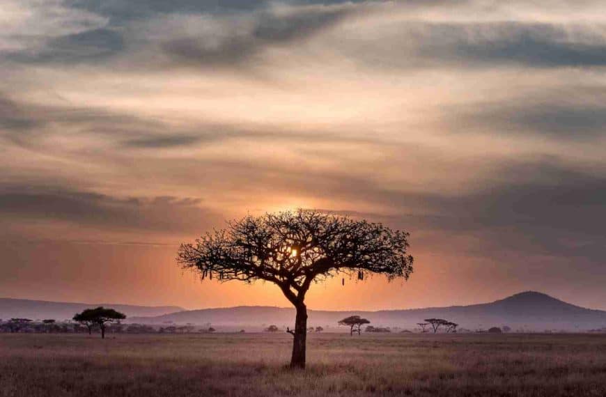 brown tree on surrounded by brown grass during golden hour