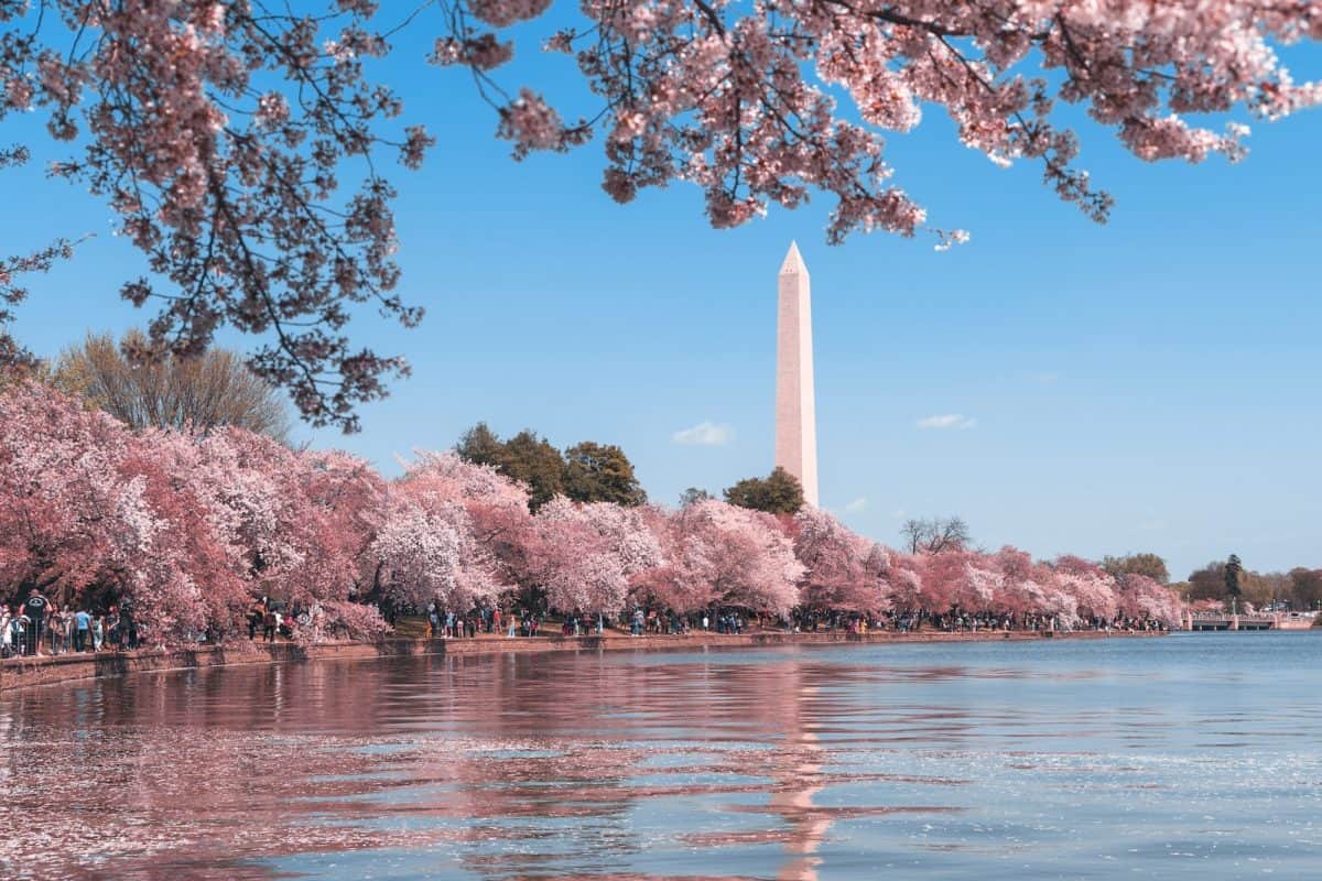 Cherry Blossoms at Washington DC