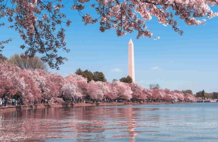 Cherry Blossoms at Washington DC